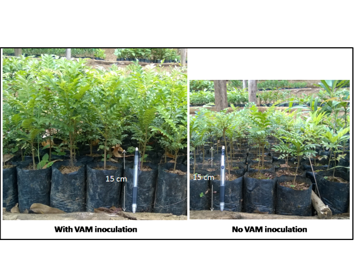 Scaled visual comparison of VAM and VAM-less seedlings at Mitsinjo in Andasibe, Madagascar.