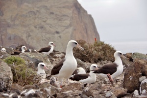Laysan albatross (Phoebastria immutabilis) breeding and raising chicks on Isla Guadalupe.