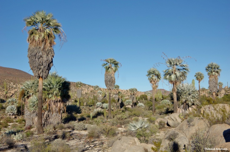 Mexican Fan palm (Washingtonia robusta) and the Blue fan palm (Brahea armata) in an arroyo at the entrance of Cataviña, Baja California. 