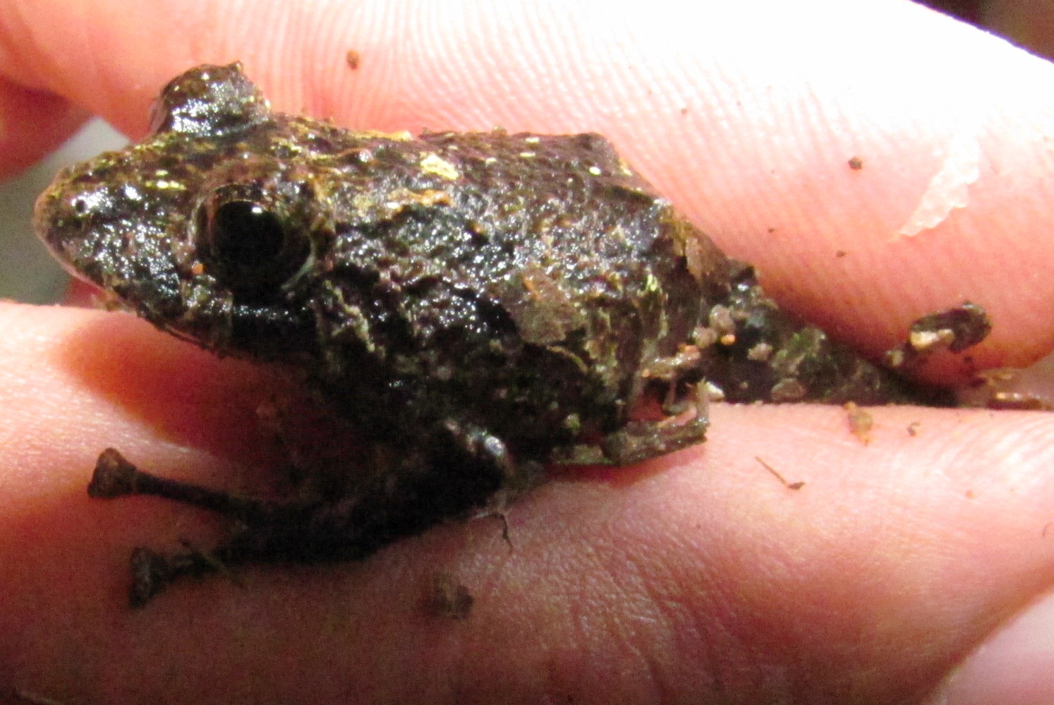We found this frog (Craugastor stejnegerianus) in a small  Catopsis sessiliflora tank. (Photo courtesy of Dave Janas)