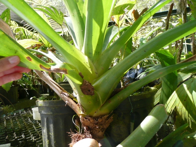 Werauhia gladioliflora rosette, showing its overlapping leaves.
