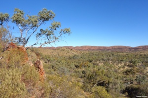 Remarkably dense woodland, away from water, in an area with 286 average annual rainfall. Serpentine Gorge, West MacDonnell National Park, Northern Territory.