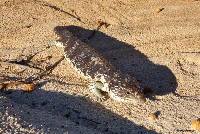 Shingleback lizard (Tiliqua rugosa). Corackerup Reserve, Western Australia.