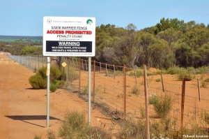Western Australia's State Barrier Fence, 1170 km long, meant to control dingoes, dogs, foxes and other feral animals, with more or less effectiveness…. 