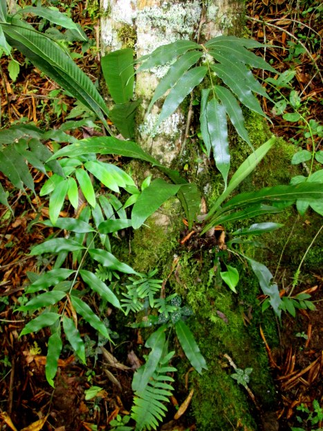 The base of this poro tree (Erythrina poeppigiana) has sufficient ferns to warrant the descriptor “festooned”. Ferns visible in this photograph include: Niphidium crassifolium, Serpocaulon fraxinifolium, Serpocaulon dissimile and Polypodium dulce.