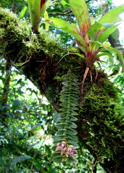 A showy orchid (Dichaea cryptarrhena) hangs from a mossy bed below two bromeliads.