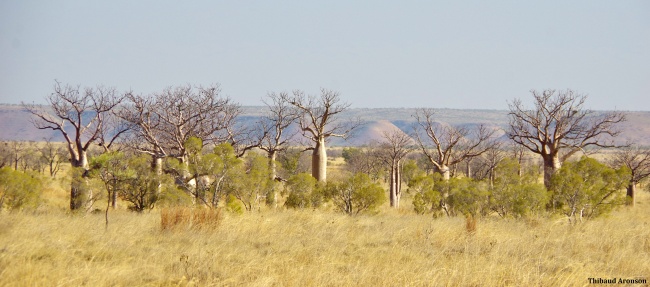 A typical landscape of the Kimberley, dominated by the majestic boabs (Adansonia gregorii). King Leopold Ranges Conservation Park.