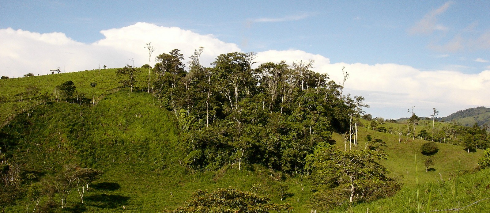 One hectare forest fragment, Coto Brus, Costa Rica